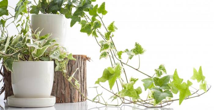 Ivy Plants Against White Background
