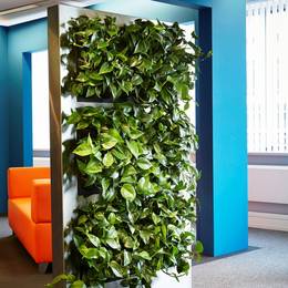 Green Screen Office Divider with live planting
