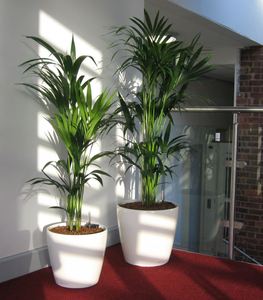 Plants at Nishkam School create a warm & friendly environment