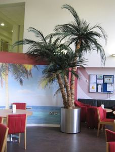 Costa Coffee goes tropical with a Preserved Palm Tree