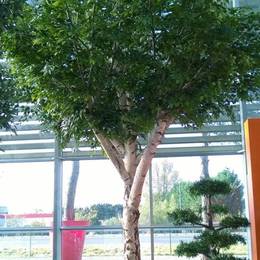 Silver Birch Artificial Tree 4.5m
