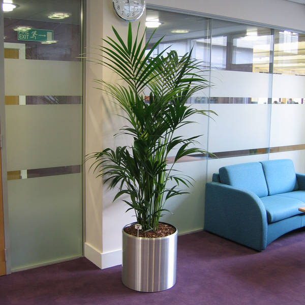 Kentia Palm Plant In Manchester Office Breakout Area 
