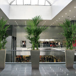 Tall Square Cubis Kentia Palm Displays In Shopping Centre