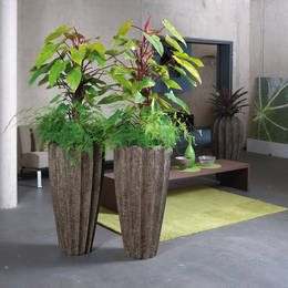 Brown Firewood Displays With Philodendron Red Emerald Plants