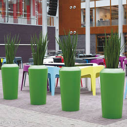 Tall Circular Sansiveria Plants In Large Office Breakout Area
