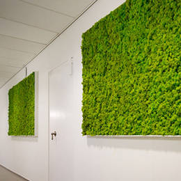 Large light green Moss Walls brightening up a long bare corridor