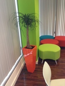 Birmingham Solictors office have Funky Orange Stack containers with specimen Beaucarnea plants
