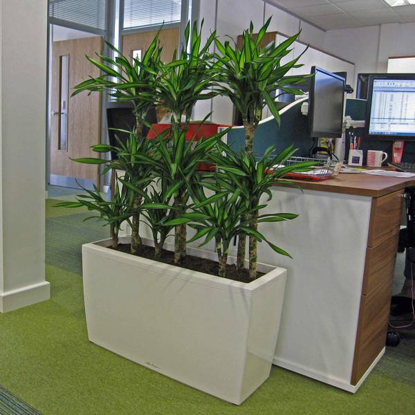 White rectangular Plant Display used as a screen alongside office desks