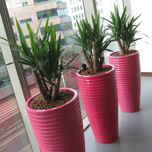 Funky Spin Plant Displays add a bit of fun to the Office Breakout area