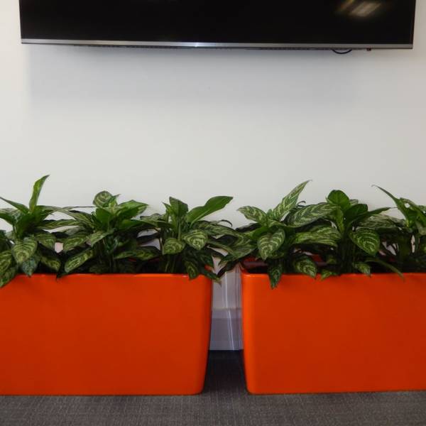 Bright Orange rectangular Plant Displays Improve the Health of this Derby Office