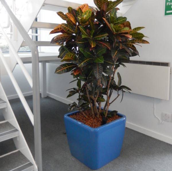 Beautiful Croton Plant In The Reception Of This Midlands Office