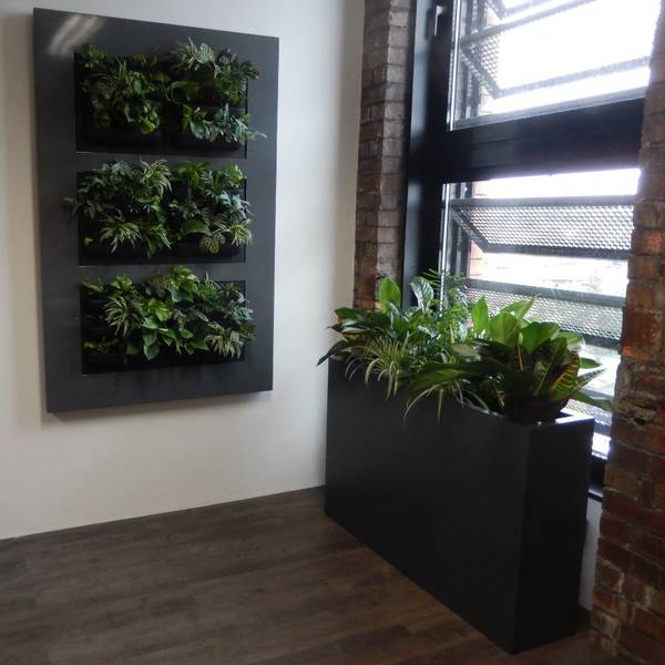 Green Office Walls and Rectangular Barrier Plant Displays